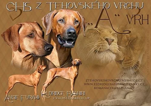Rhodéský Ridgeback - štěňátka s PP