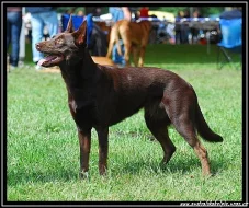 Štěňata Australské kelpie