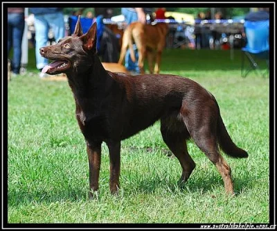 Štěňata Australské kelpie