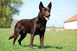 Štěňata Australské kelpie