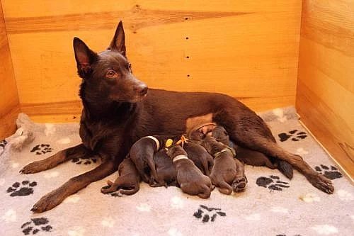 Štěňata Australské kelpie