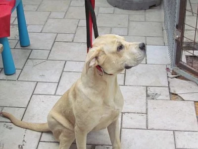 Odrostlé štěňátko Cane Corso