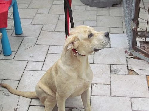Odrostlé štěňátko Cane Corso