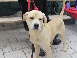 Odrostlé štěňátko Cane Corso