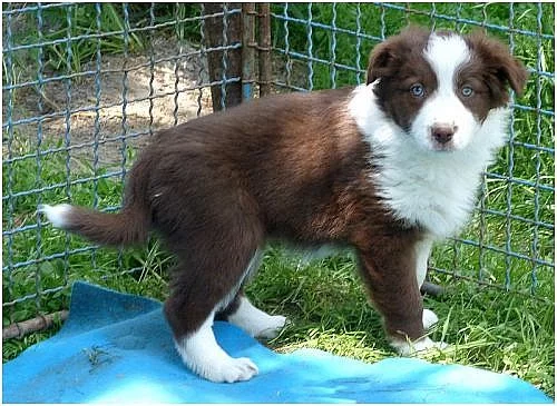 Border collie x australský ovčák