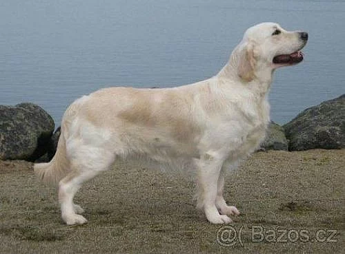 Štěňátka – Zlatý Retriever