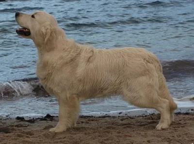 Štěňátka – Zlatý Retriever