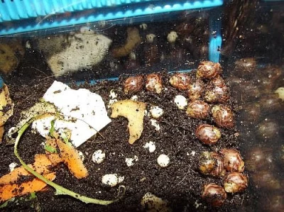 achatina fulica