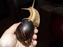 achatina fulica