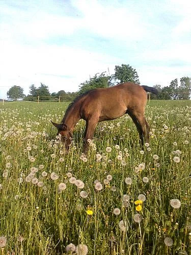 Prodám hříbě klisnu Shagya Arab
