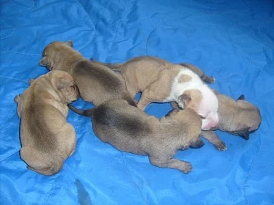 Americky pitbullterier