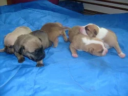 Americky pitbullterier