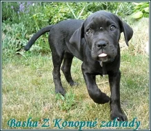 Bandog s PP