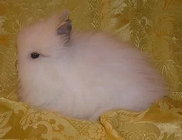 Zakrslý králíček Teddy
