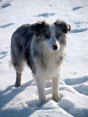 Border collie