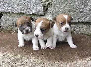 Jack Russell teriér