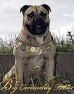 Perro de Presa Mallorquin s PP ke krytí