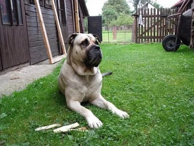 Perro de Presa Mallorquin s PP ke krytí