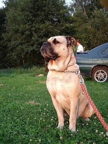 Perro de Presa Mallorquin s PP ke krytí