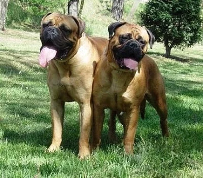 BULLMASTIFF   BULLMASTIF  BULMASTIF