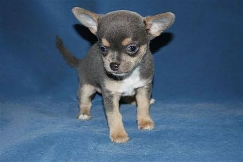 Čivava krátkosrstá