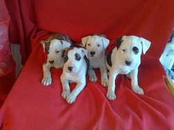 AMSTAFF - štěňátka na prodej (Americký staffordšír