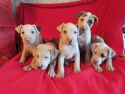 AMSTAFF - štěňátka na prodej (Americký staffordšír