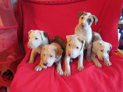 AMSTAFF - štěňátka na prodej (Americký staffordšír