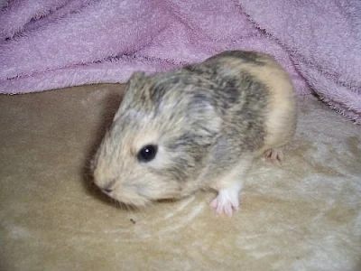 Krasne morcatko!