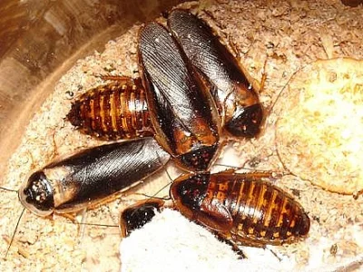 Blaptica dubia (Šváb argentinský)