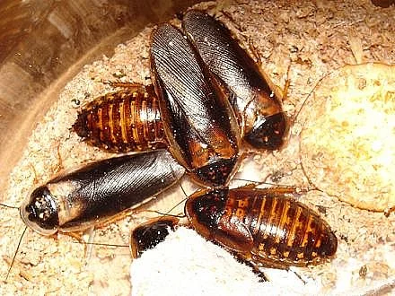 Blaptica dubia (Šváb argentinský)