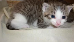 Polobritská whiscas koťátka