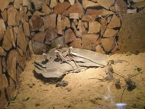 mladata Pogona vitticeps ( Agama vousata )