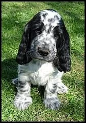 Anglický kokršpaněl s PP - modrý bělouš