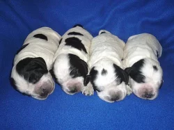 Anglický kokršpaněl s PP - modrý bělouš