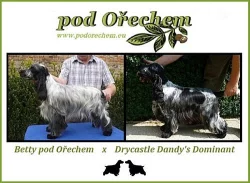 Anglický kokršpaněl s PP - modrý bělouš