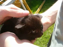 Daruji 3 černá koťata