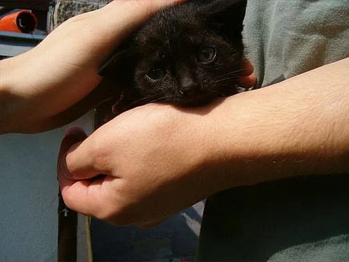 Daruji 3 černá koťata