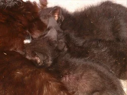 Daruji 3 černá koťata