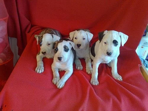 AMSTAFF-Americký stafordšírský terier-AST