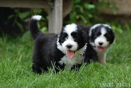 štěňátka bearded collie