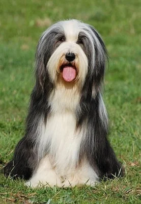 štěňátka bearded collie 