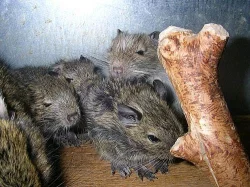 Strakatá a hnědá mláďata osmáka degu!