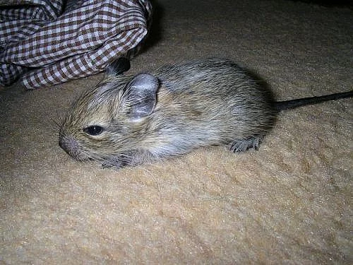 Strakatá a hnědá mláďata osmáka degu!