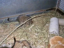 Strakatá a hnědá mláďata osmáka degu!