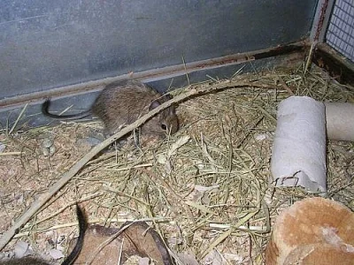 Strakatá a hnědá mláďata osmáka degu!