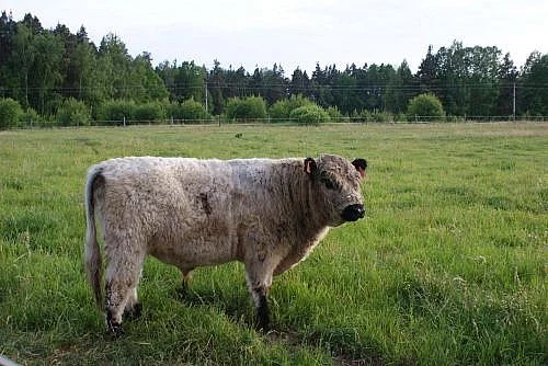 Prodám plemeného býka Galloway