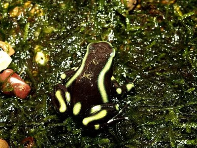 Dendrobates