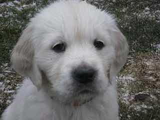 Zlatrý retriever štěňátka s PP