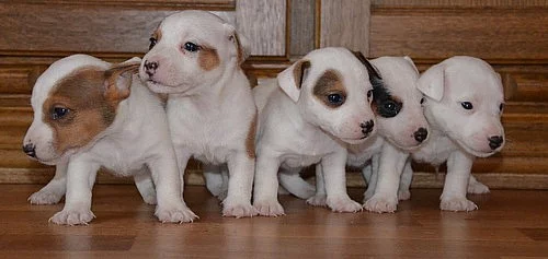 jack russell terier